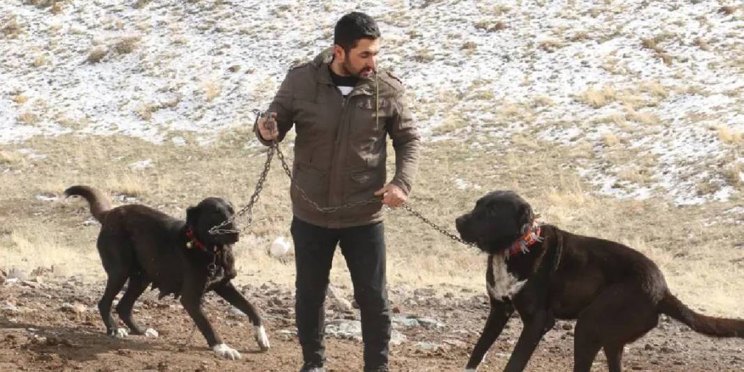 Sivas Kangalına rakip Haymana Karası! Bir kez alışan bir daha bırakamıyor, talep patlıyor: Küçüğü 20, büyüğü 150 Bin TL 1